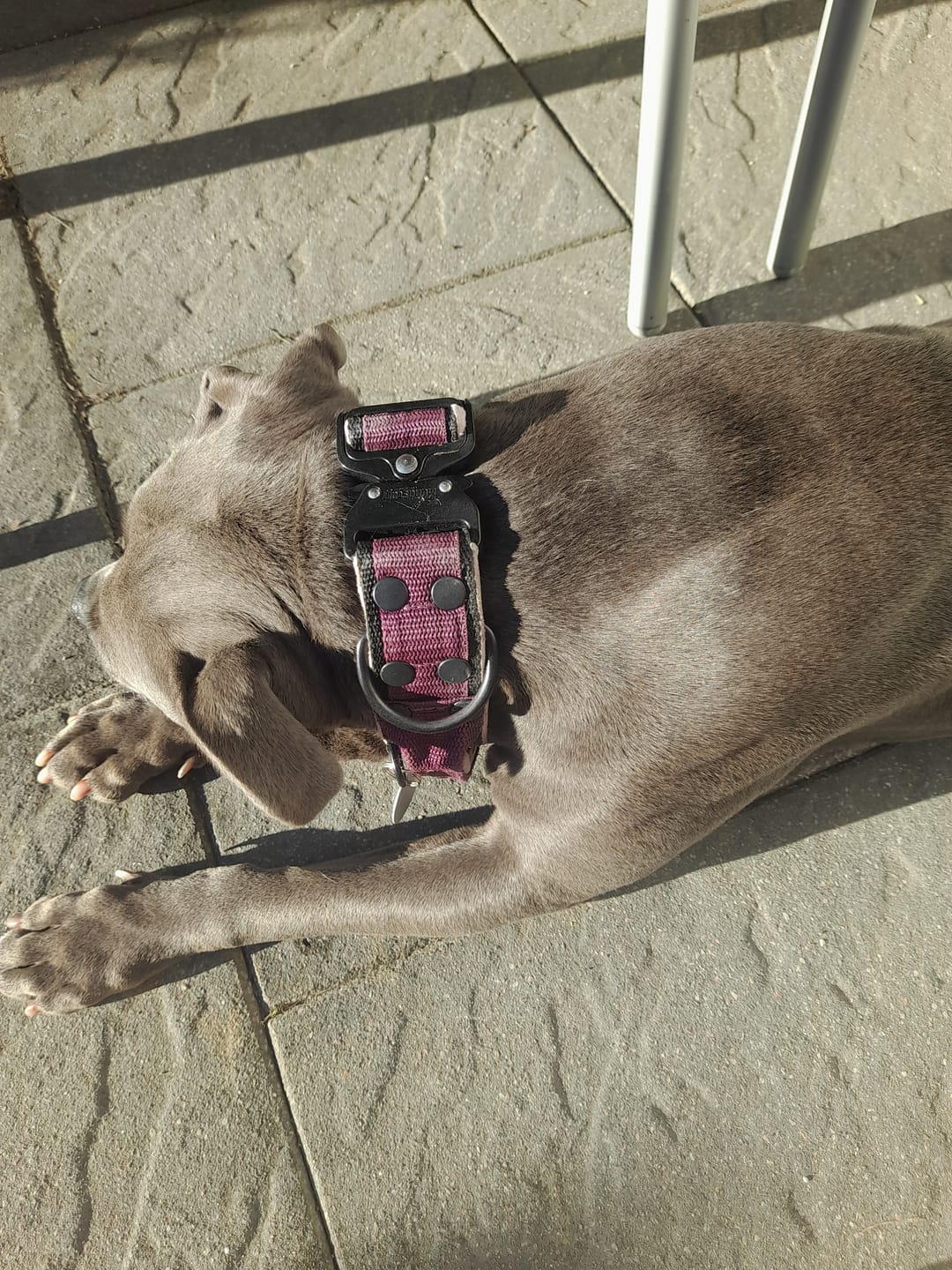 Customer photo review of Extreme Buckle Black Edition Plum - Starkt och säkert halsband