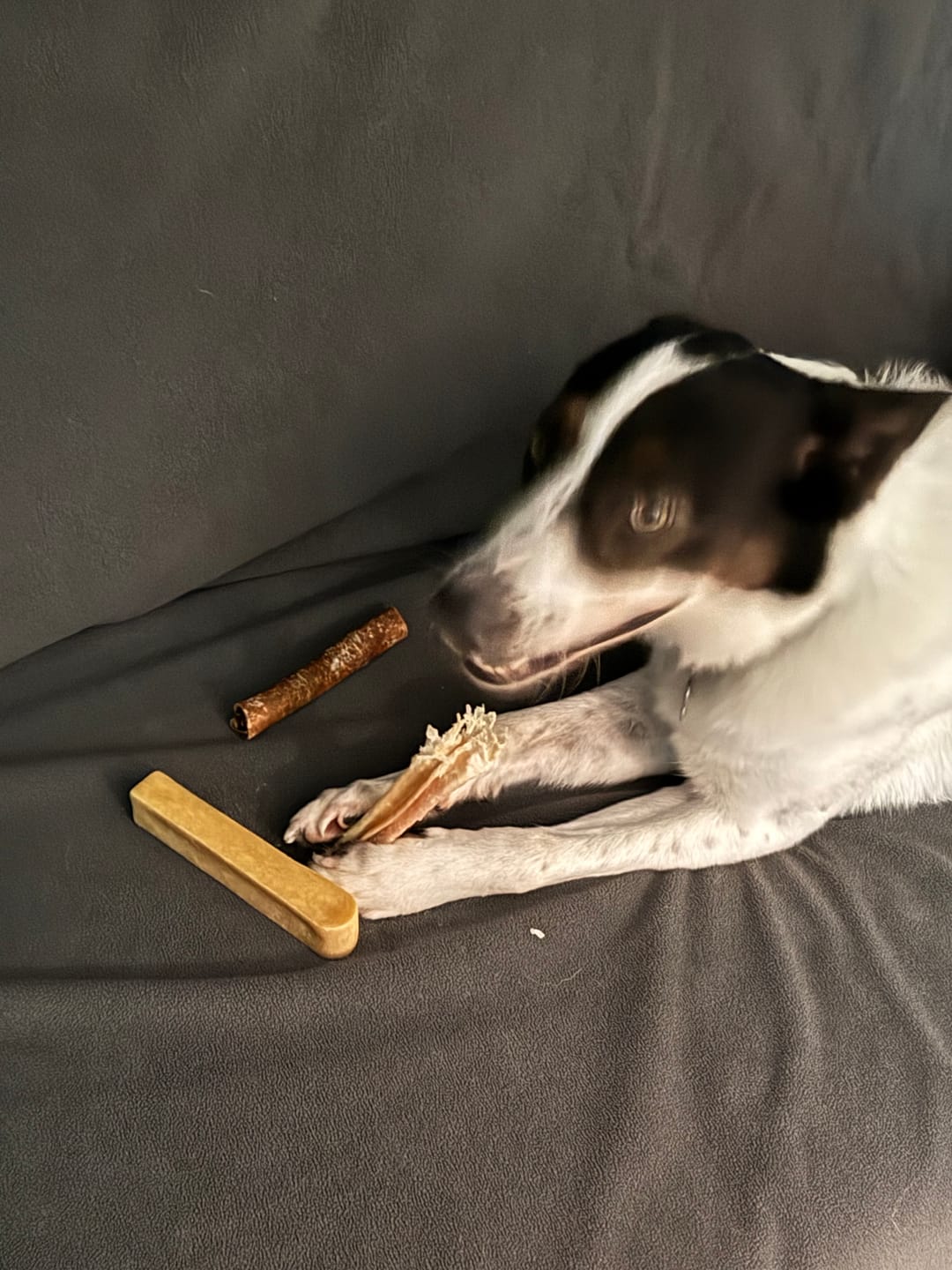 Customer photo review of 5-6 Inch Champion Chew