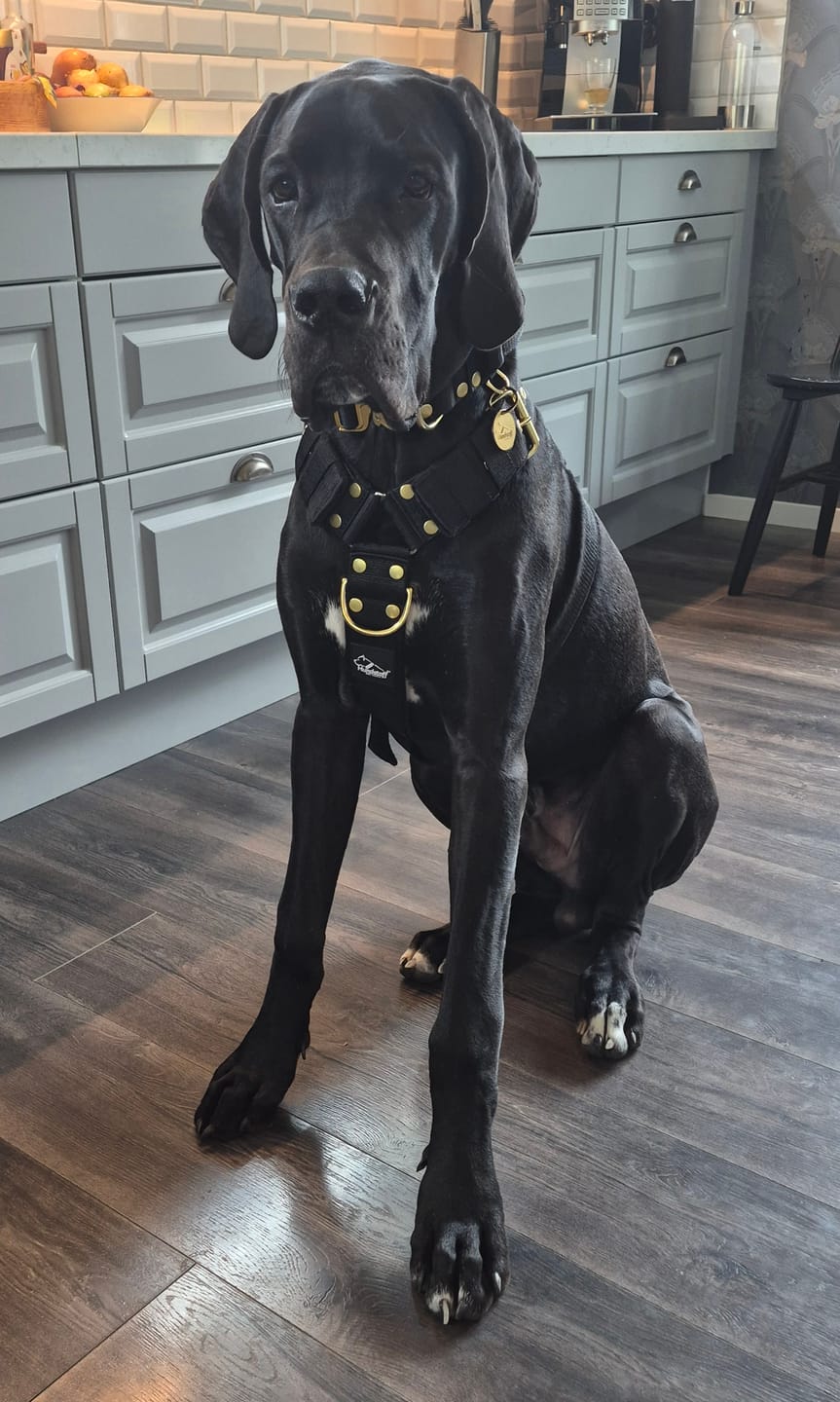 Customer photo review of Easy Walk Golden Svart - Sele med handtag