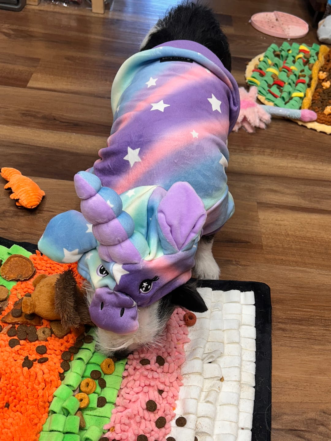 Customer photo review of Halloween Dog Hoodie - Unicorn