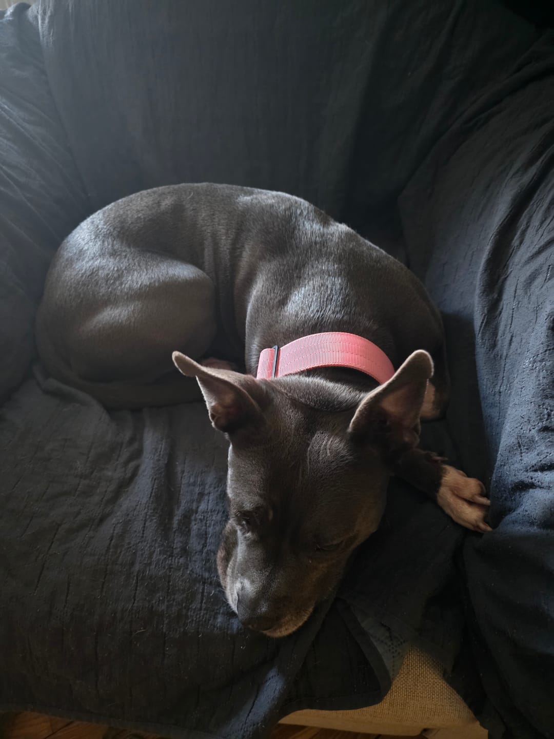 Customer photo review of 5cm Combat® Collar | NO Handle & Secure Clip - Pink