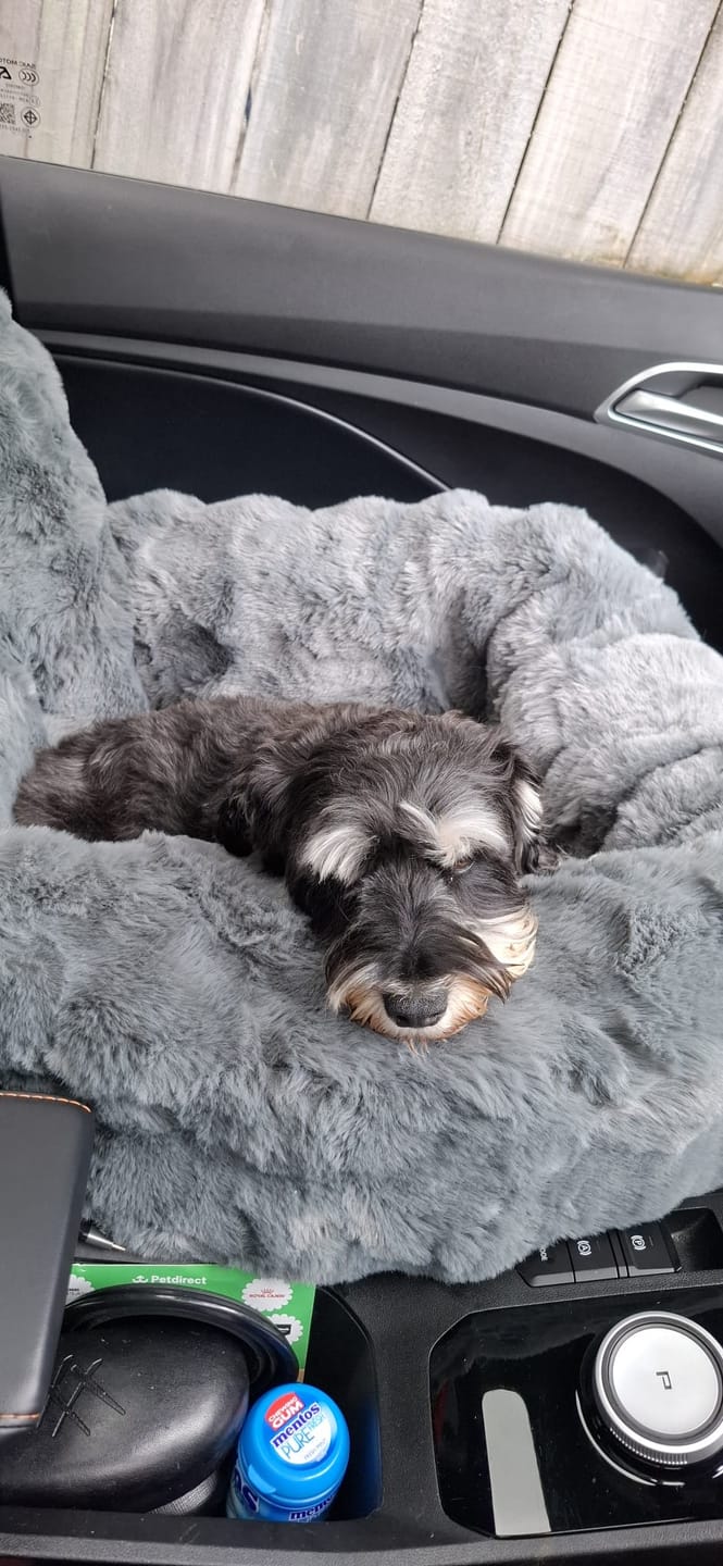 Customer photo review of Calming Car Bed
