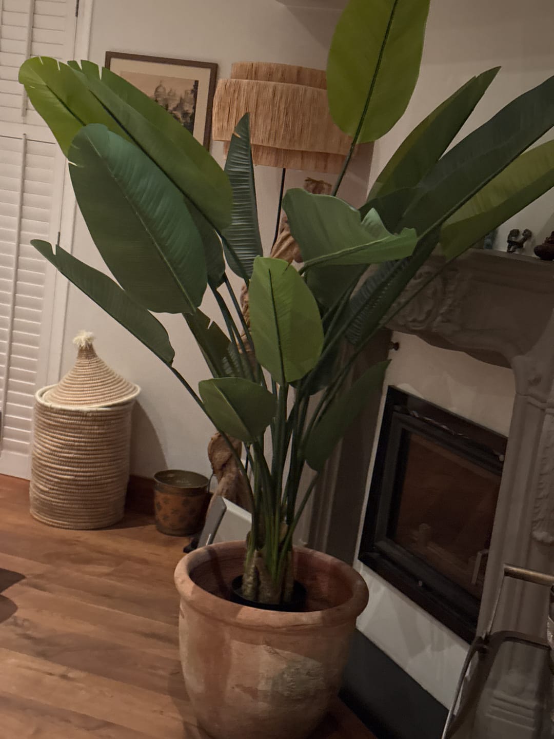 Customer photo review of Strelitzia Kunstplant 180cm