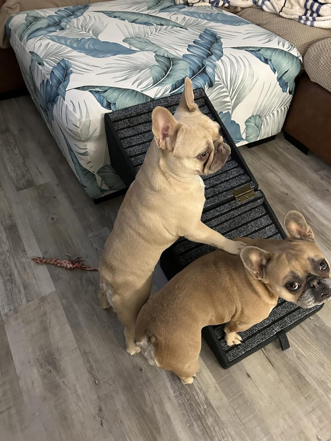 Customer photo review of 2-in-1 Foldable Dog Stairs Ramp for Bed and Couch