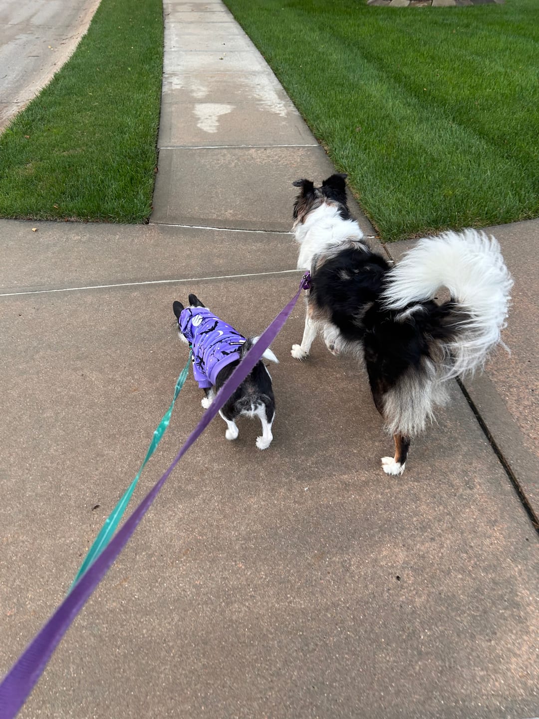 Customer photo review of Halloween Dog Hoodie - Purple