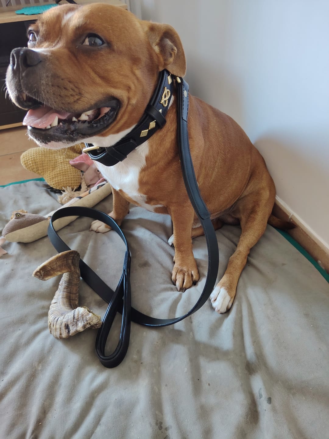 Customer photo review of Staffordshire Bull Terrier 1935® Leather Collar & Leash Set - Gentleman Jim - Black/Gold