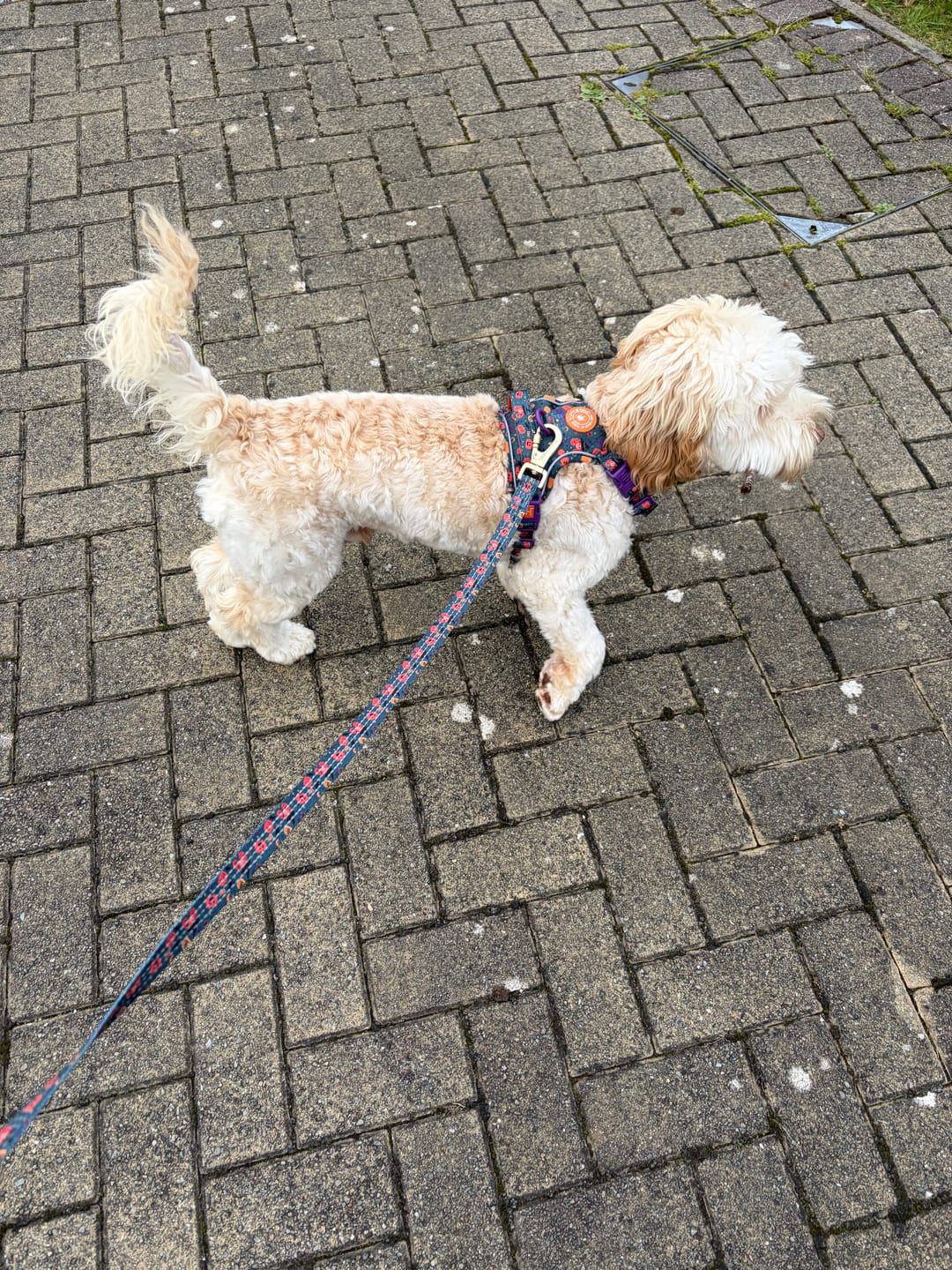 Customer photo review of Spellbound Autumn Trail & Glow Dog Harness, Lead & Collar Bundle