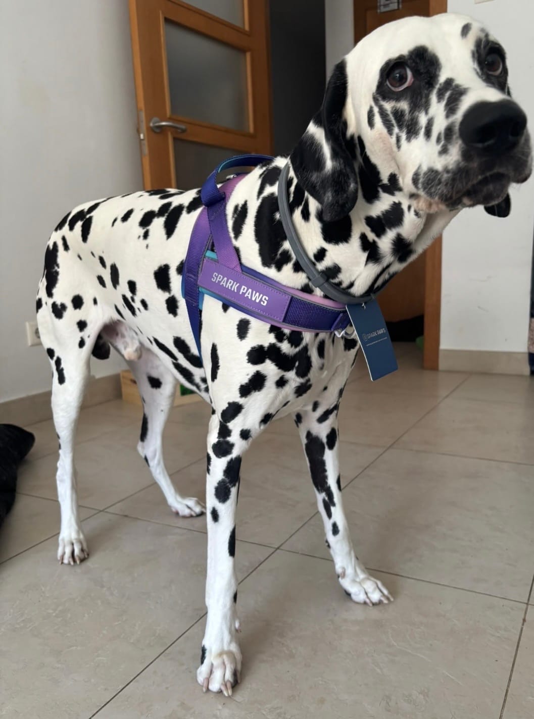 Customer photo review of Grab & Go Harness