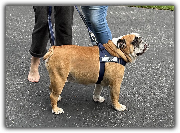 Customer photo review of DogFriend™ Arnés Antitirones Personalizado