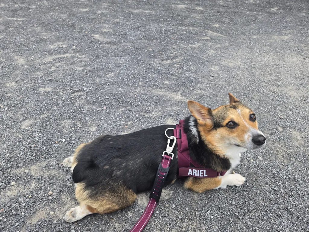 Customer photo review of DogFriend™ Arnés Antitirones Personalizado