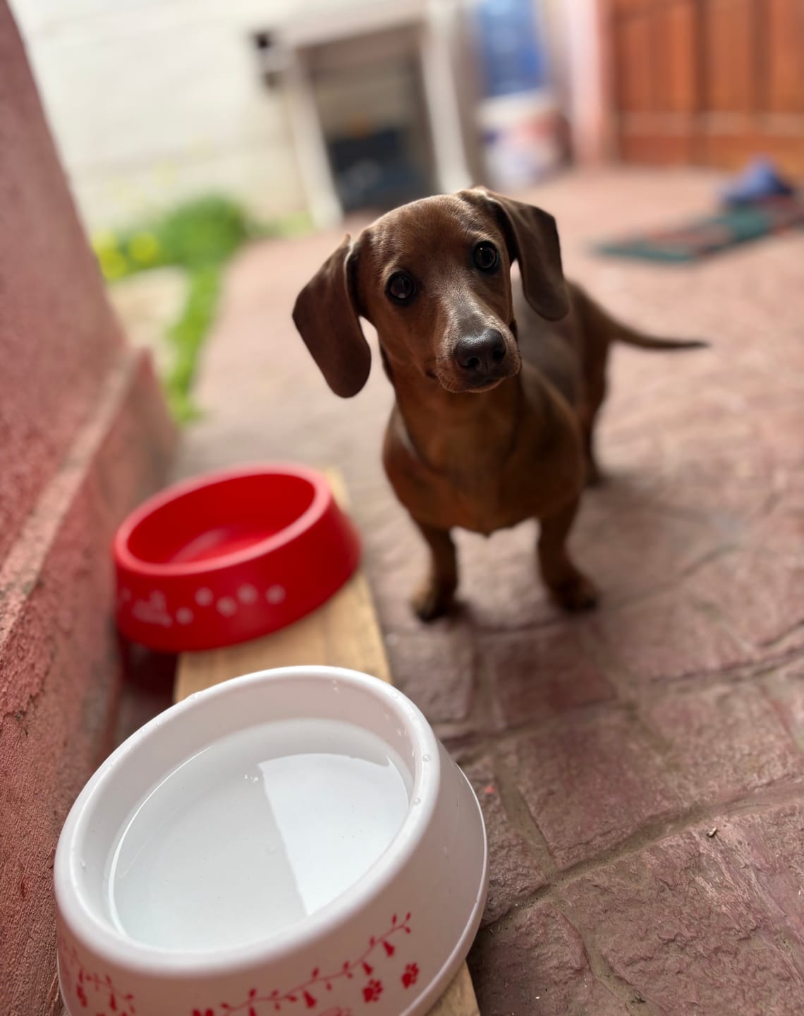 Customer photo review of PetFamily Foods Cachorros