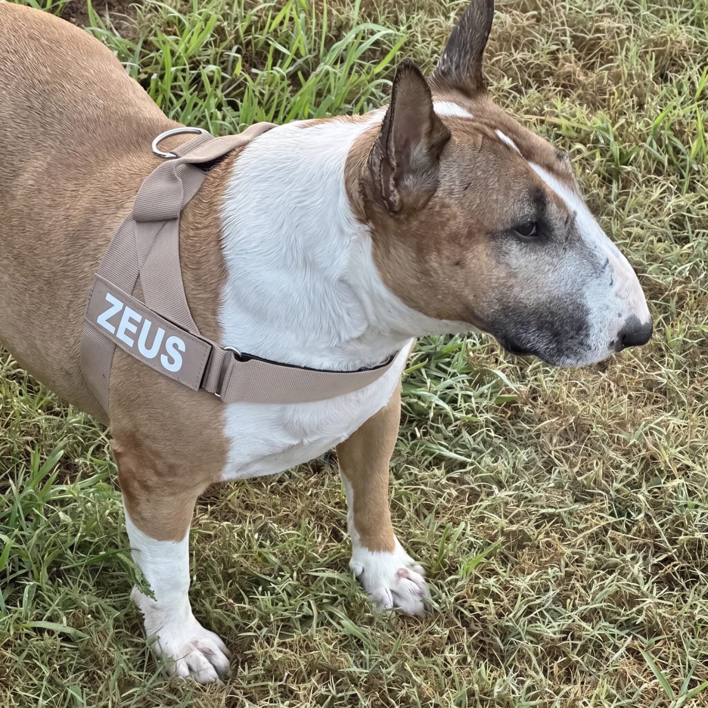 Customer photo review of DogFriend™ Arnés Antitirones Personalizado