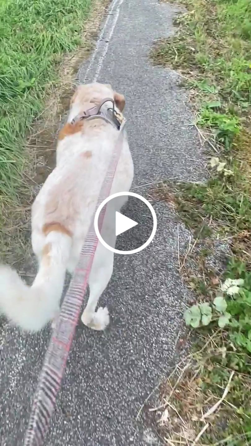 Customer video review of Dog Lead 5ft - Colour Drops - Heritage Plaid