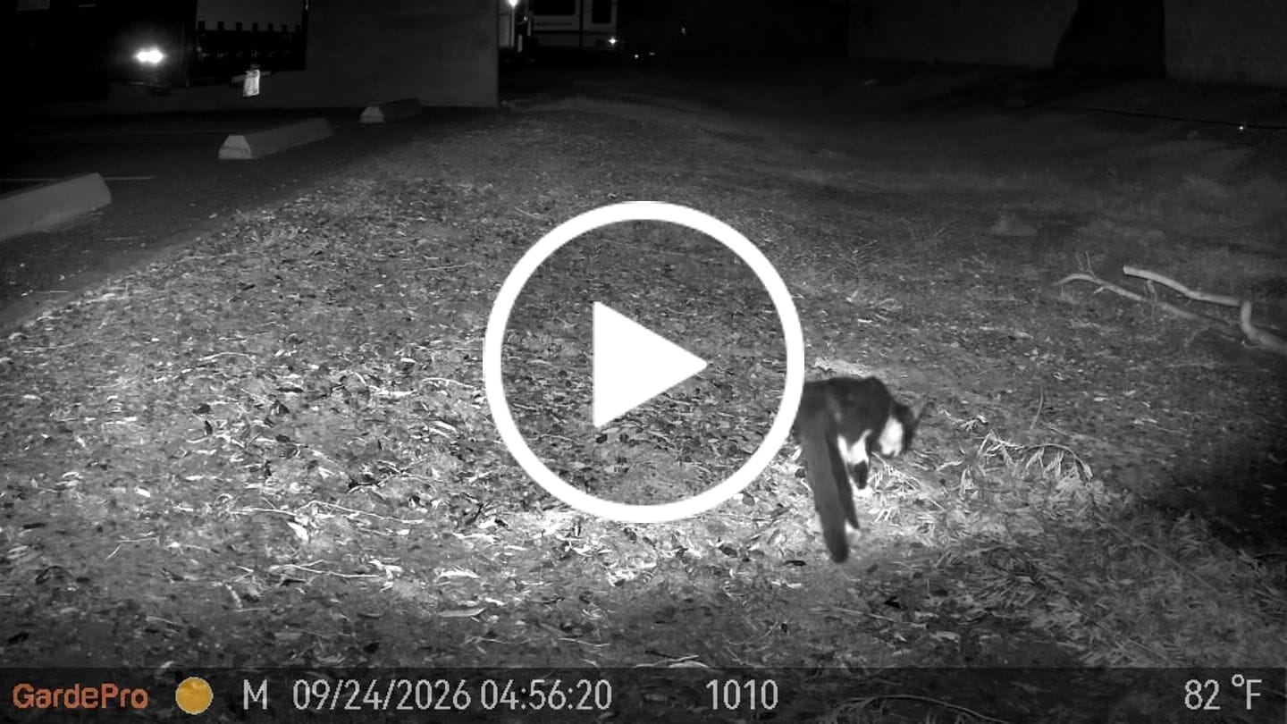 Customer video review of GardePro Link 1.0 3000ft(1km) Long-Range WiFi Trail Camera
