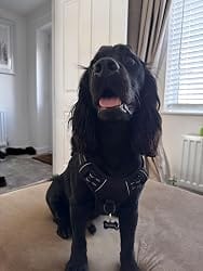 Customer photo review of Calm & Paw GiroSuave™