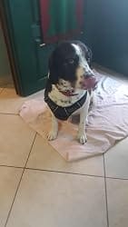 Customer photo review of Calm & Paw GiroSuave™