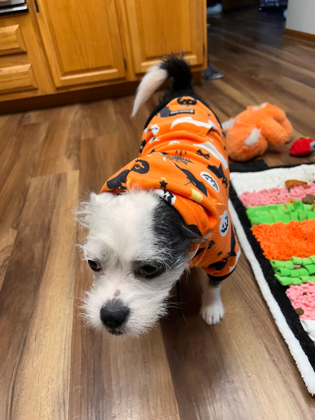 Customer photo review of Halloween Dog Hoodie - Orange