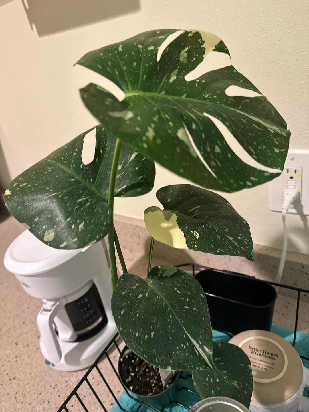Customer photo review of Monstera deliciosa 'Thai Constellation'