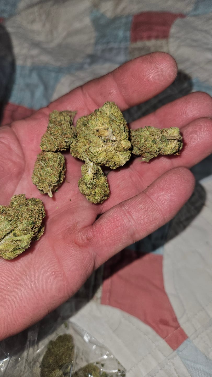 Customer photo review of OG Kush - Bulk - Indica