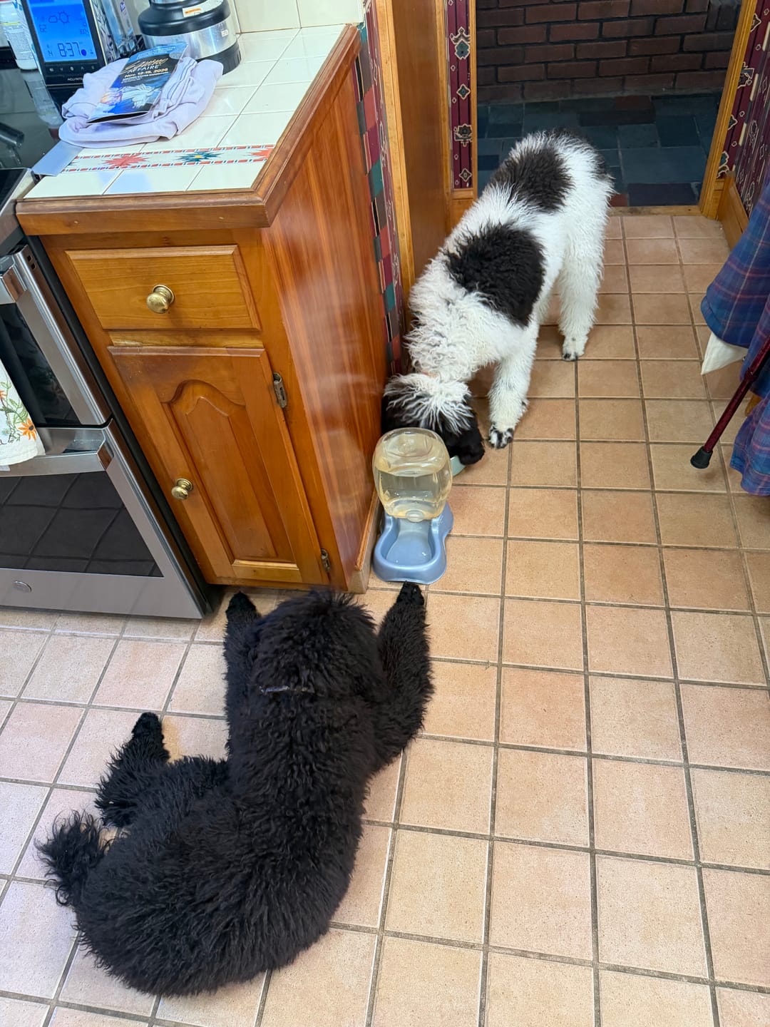 Customer photo review of ProDenta by PupLabs™ - Advanced Dental Health for Dogs