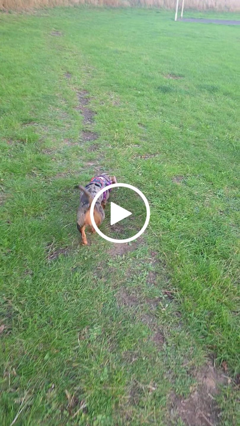 Customer video review of Trail & Glow Dog Harness - Colour Drops - Spellbound Autumn