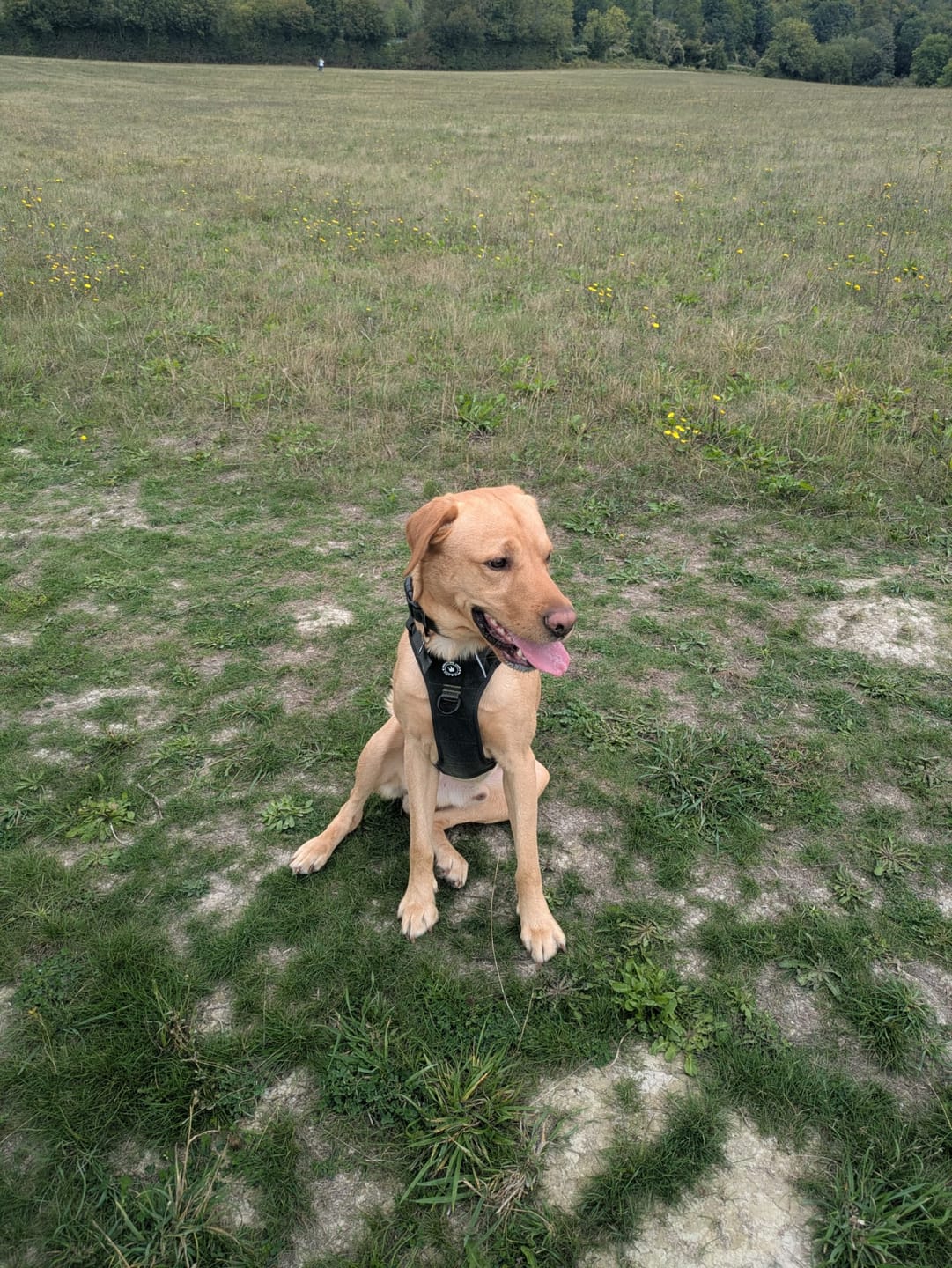 Customer photo review of Adjustable Collar - Forest Tweed