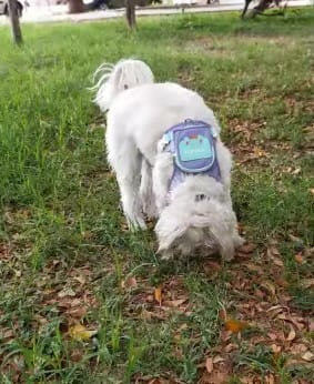 Customer photo review of Arnés-Mochila para perros