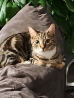 Customer photo review of Purectik Kedi/Köpek Sakinleştirici Set