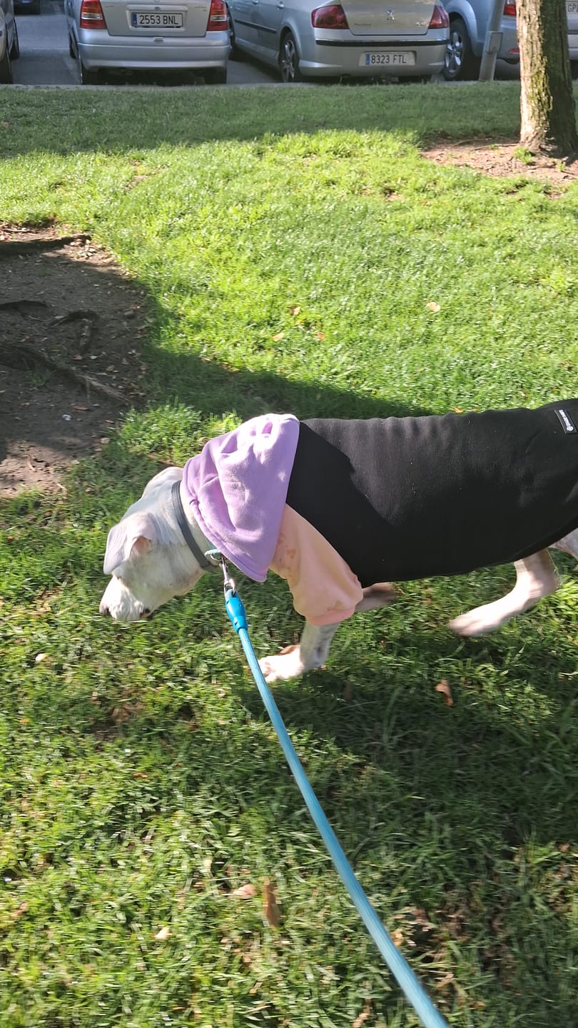Customer photo review of Cyber Punk Dog Hoodie