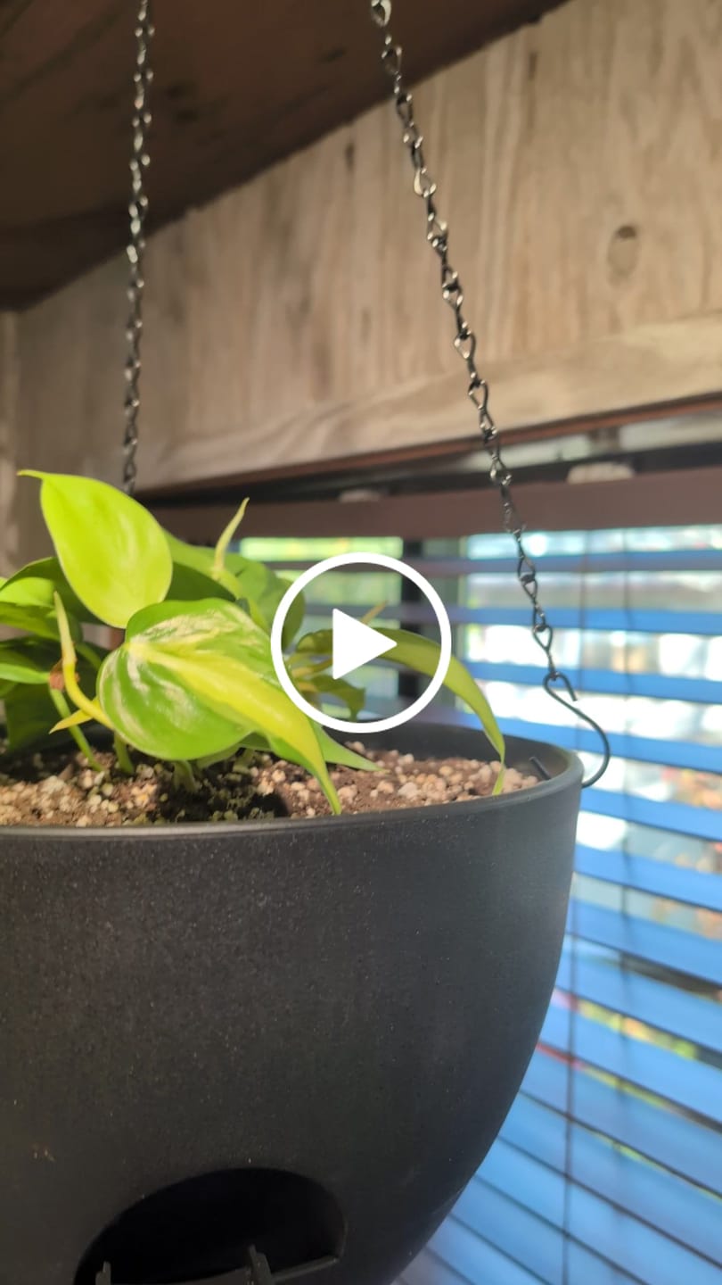 Customer video review of Brazil Philodendron in 4" Nursery Pot – Philodendron Hederaceum 'Brasil' – Trailing Vine Plant – Low Maintenance Indoor Plant – Vibrant Foliage – Air Purifying & Pet-Friendly Houseplant