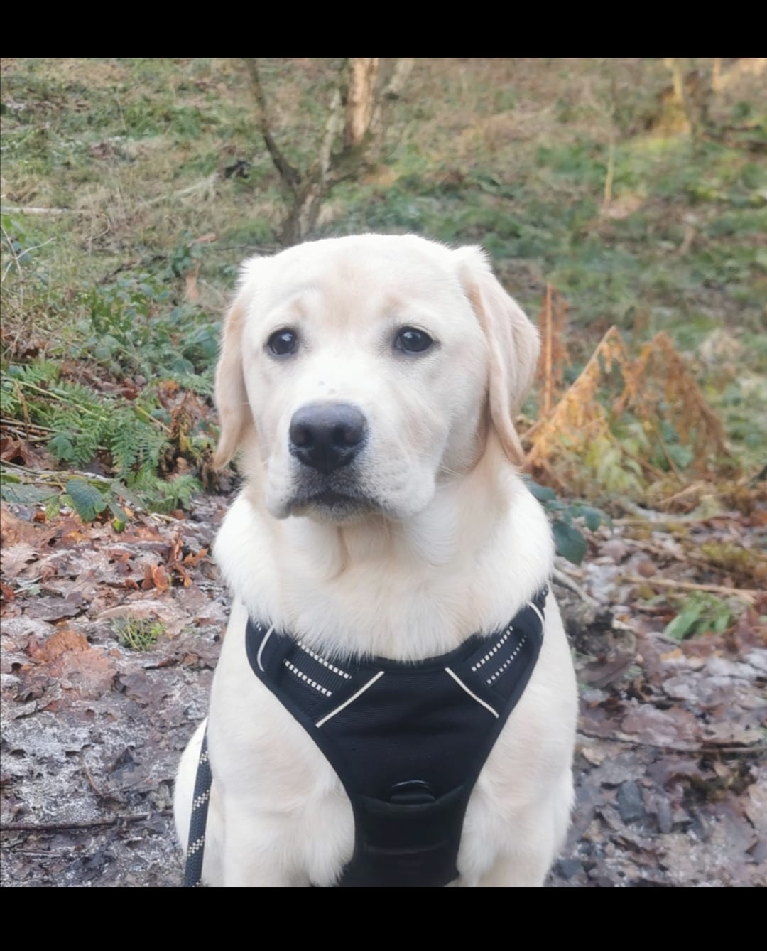 Customer photo review of Calm & Paw GiroSuave™