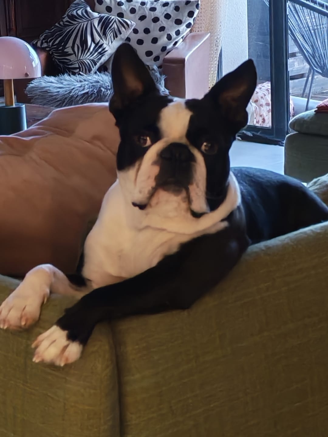 Customer photo review of Shampoing Sans Rinçage - Apaisant pour chien 🏔️