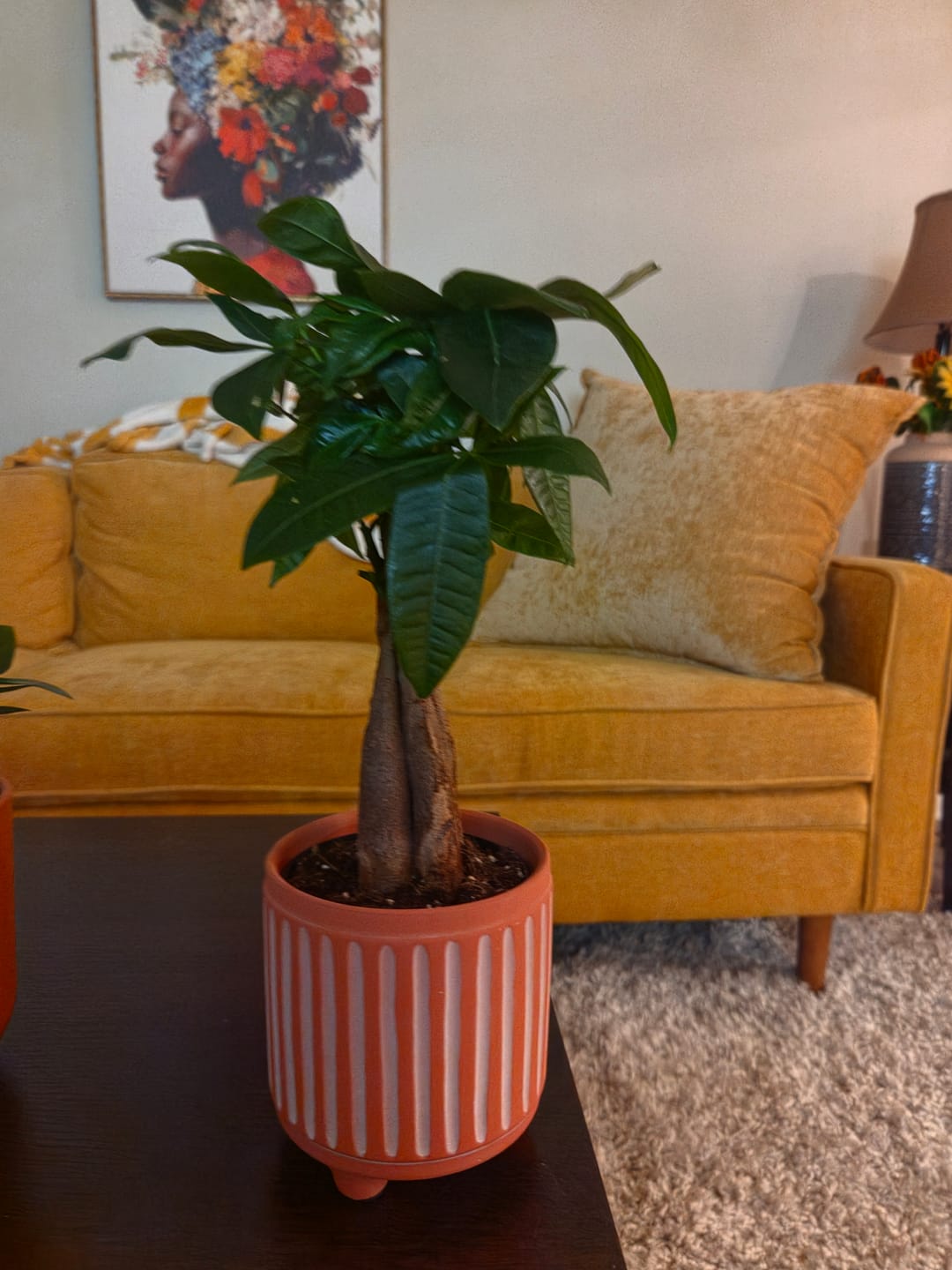 Customer photo review of Live Lucky Money Tree in a 4" Nursery Pot - Good Luck Tree