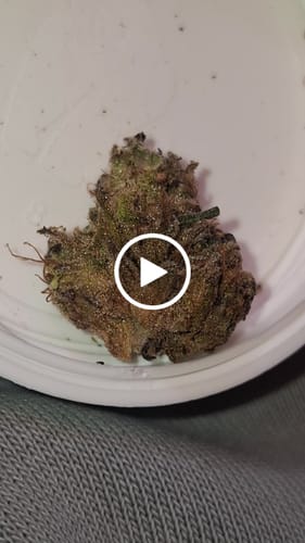 Customer video review of THC-A 34% Flower Do-Si-Dos x Gelato