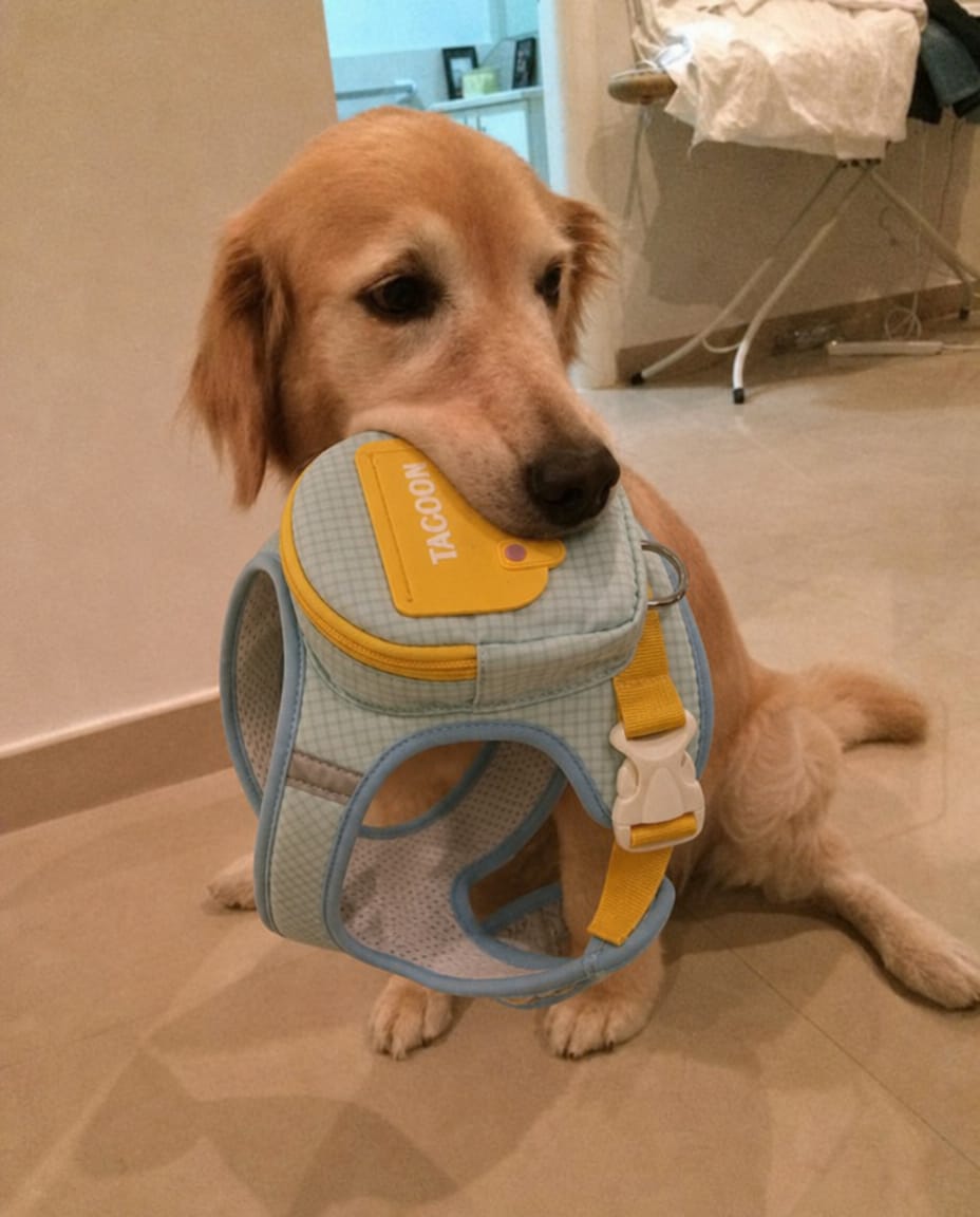 Customer photo review of Arnés-Mochila para perros