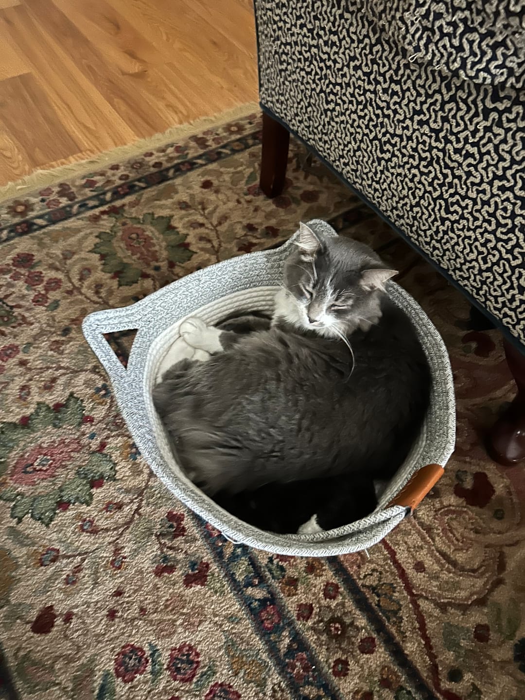 Customer photo review of Instinct Basket | Meet the first research-backed natural territory for indoor cats