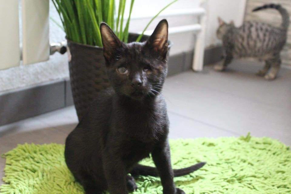 Customer photo review of Katzenklo Schaufel