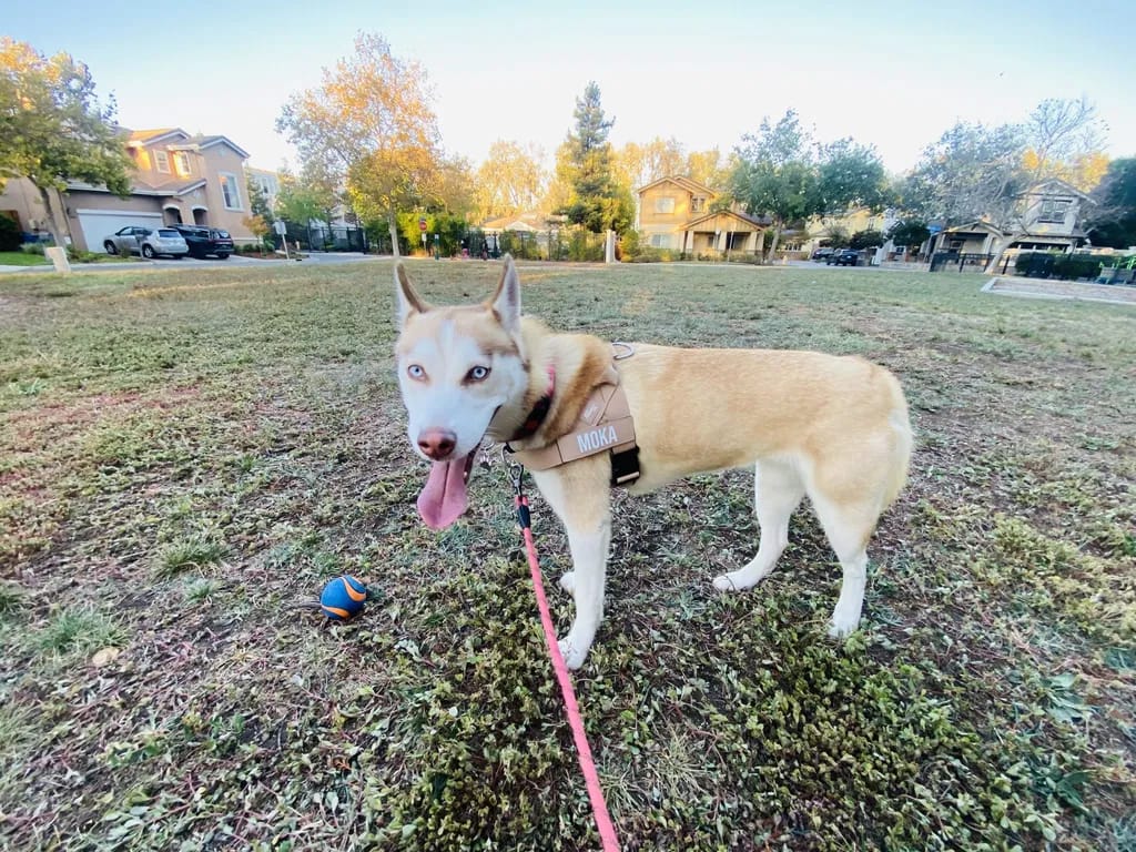 Customer photo review of DogFriend™ Arnés Antitirones Personalizado