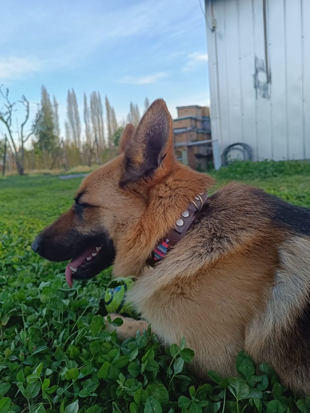 Customer photo review of Collar Lassie Marrón/Marrón B9
