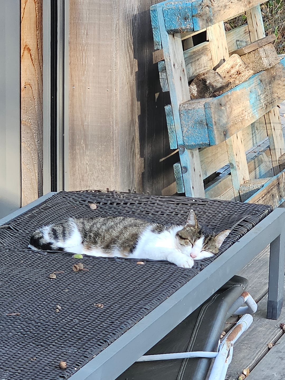 Customer photo review of Mousse Volaille - Chat