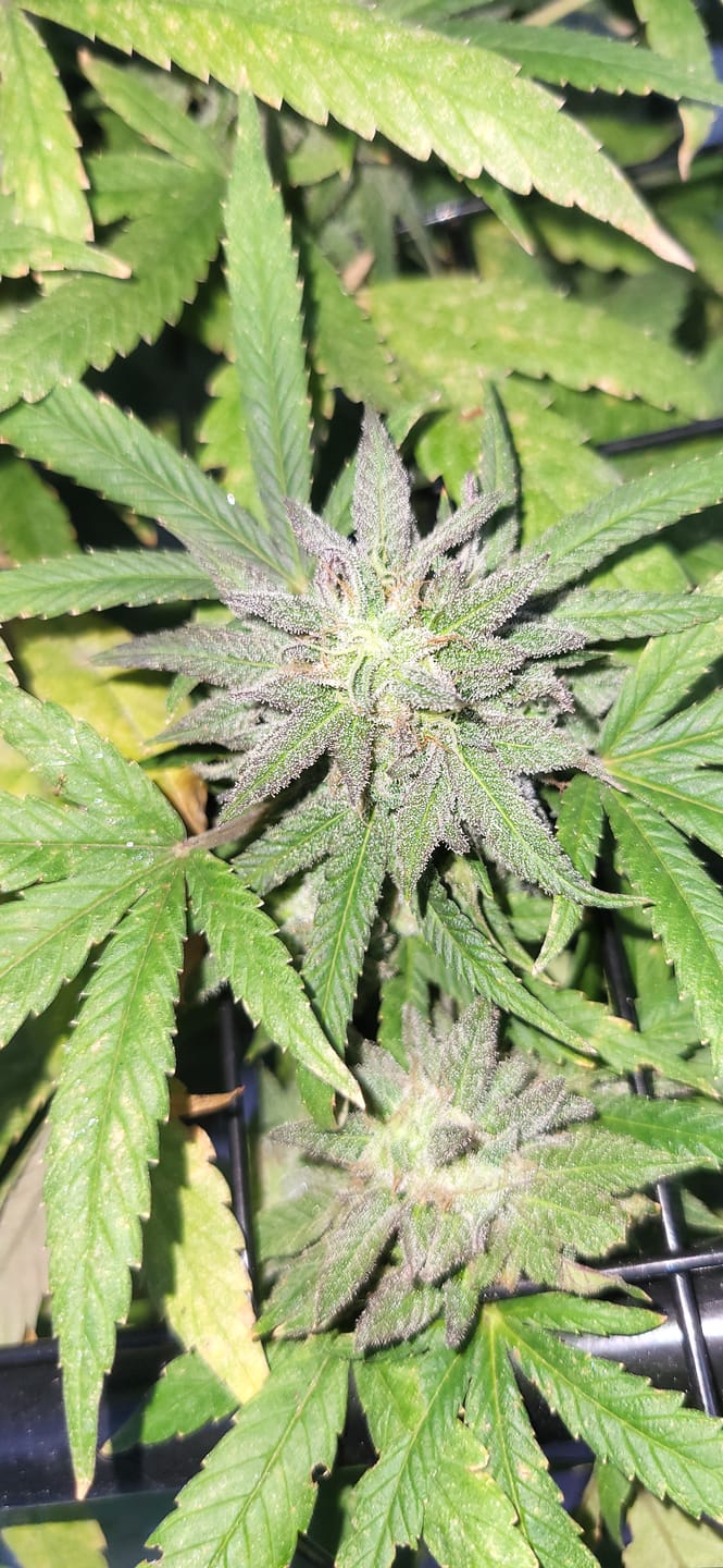 Customer photo review of Cheap THCA Flower Trim