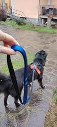 Customer photo review of Calm & Paw GiroSuave™