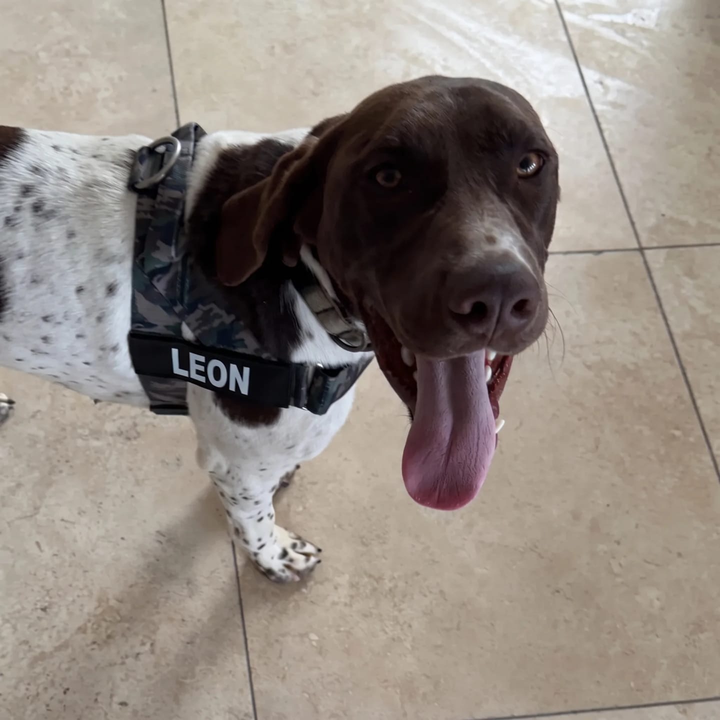 Customer photo review of DogFriend™ Arnés Antitirones Personalizado