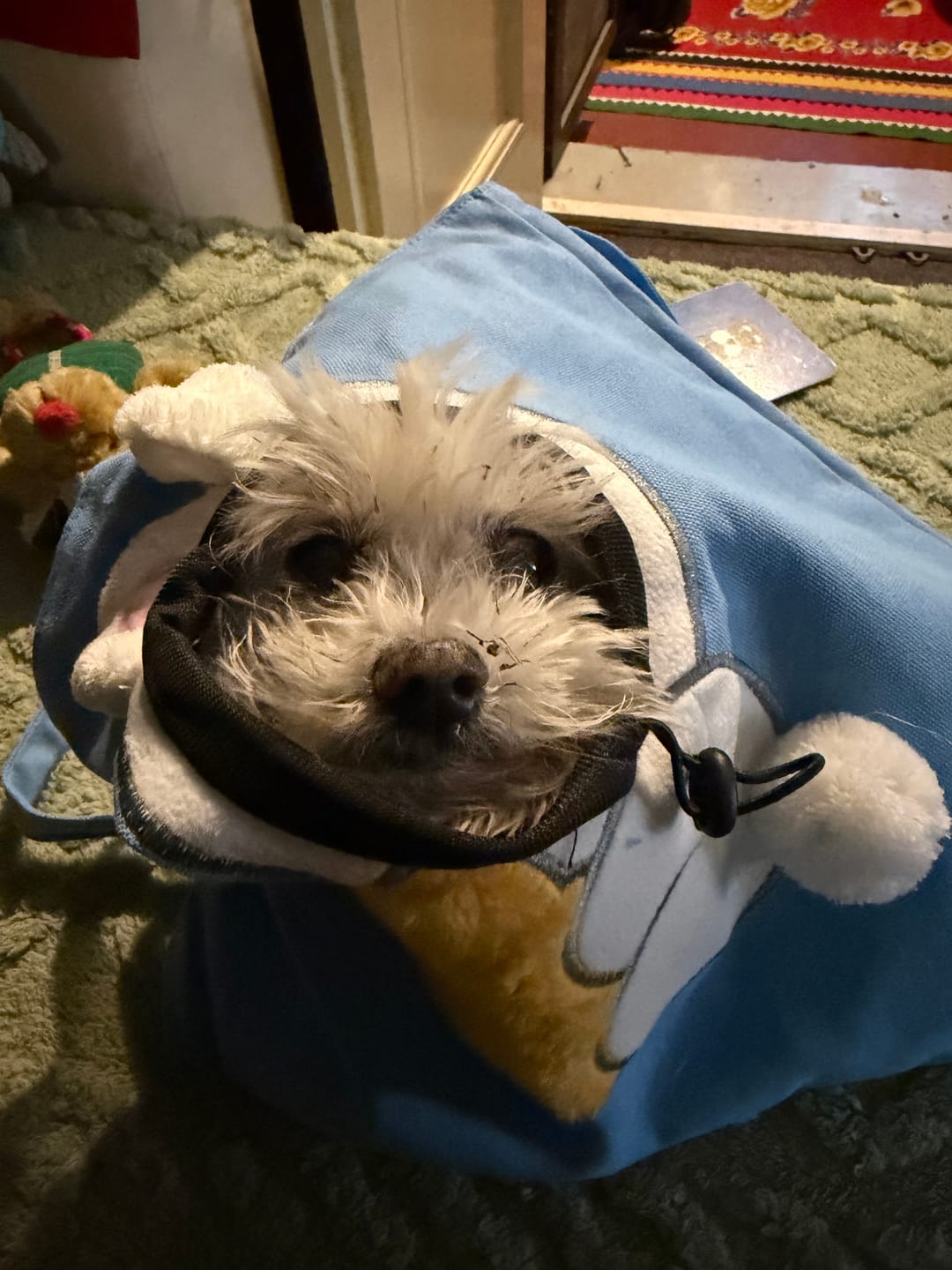 Customer photo review of Cute Canvas Pet Carrier Tote Bag