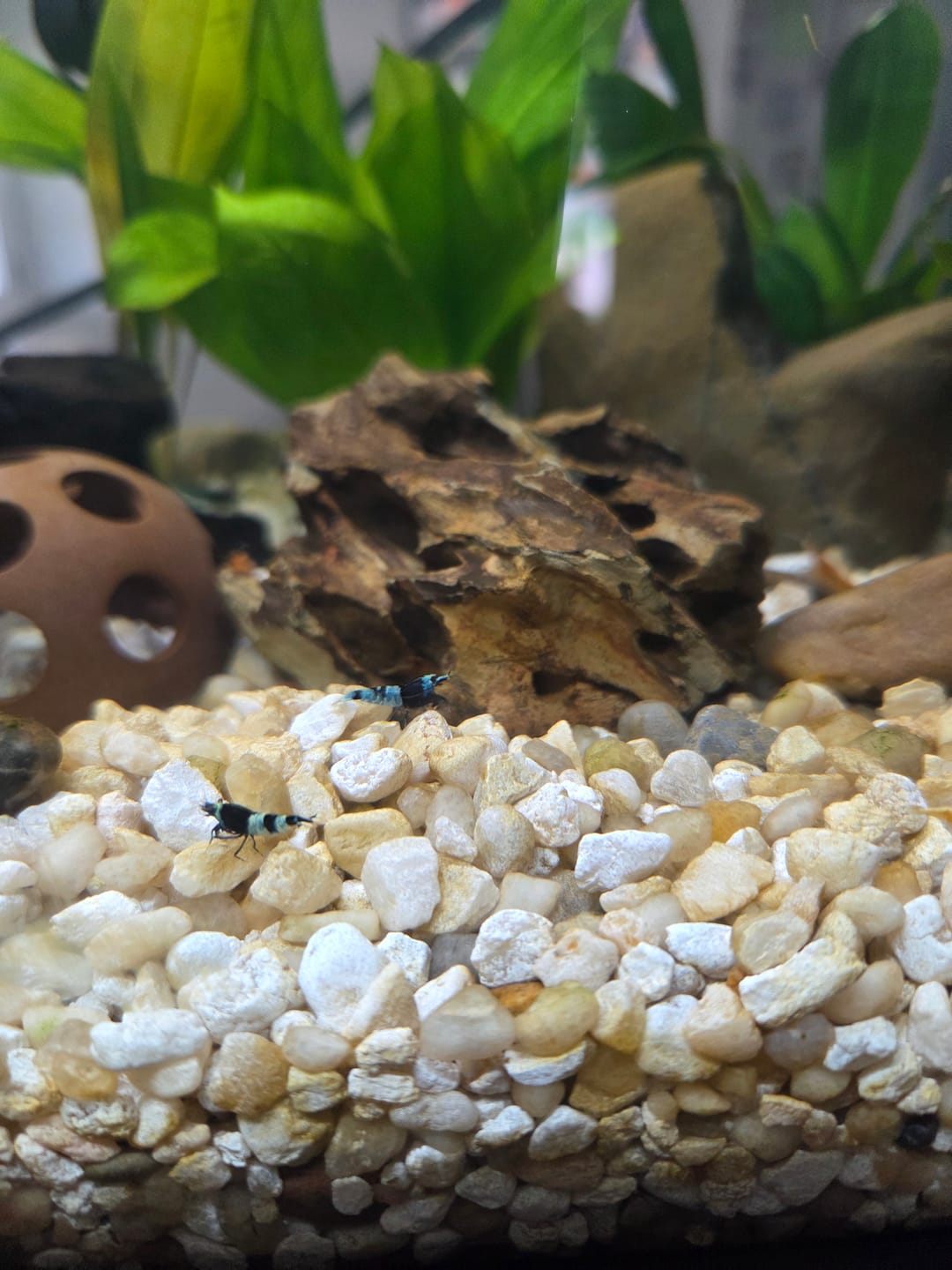 Customer photo review of Shadow Panda Shrimp
