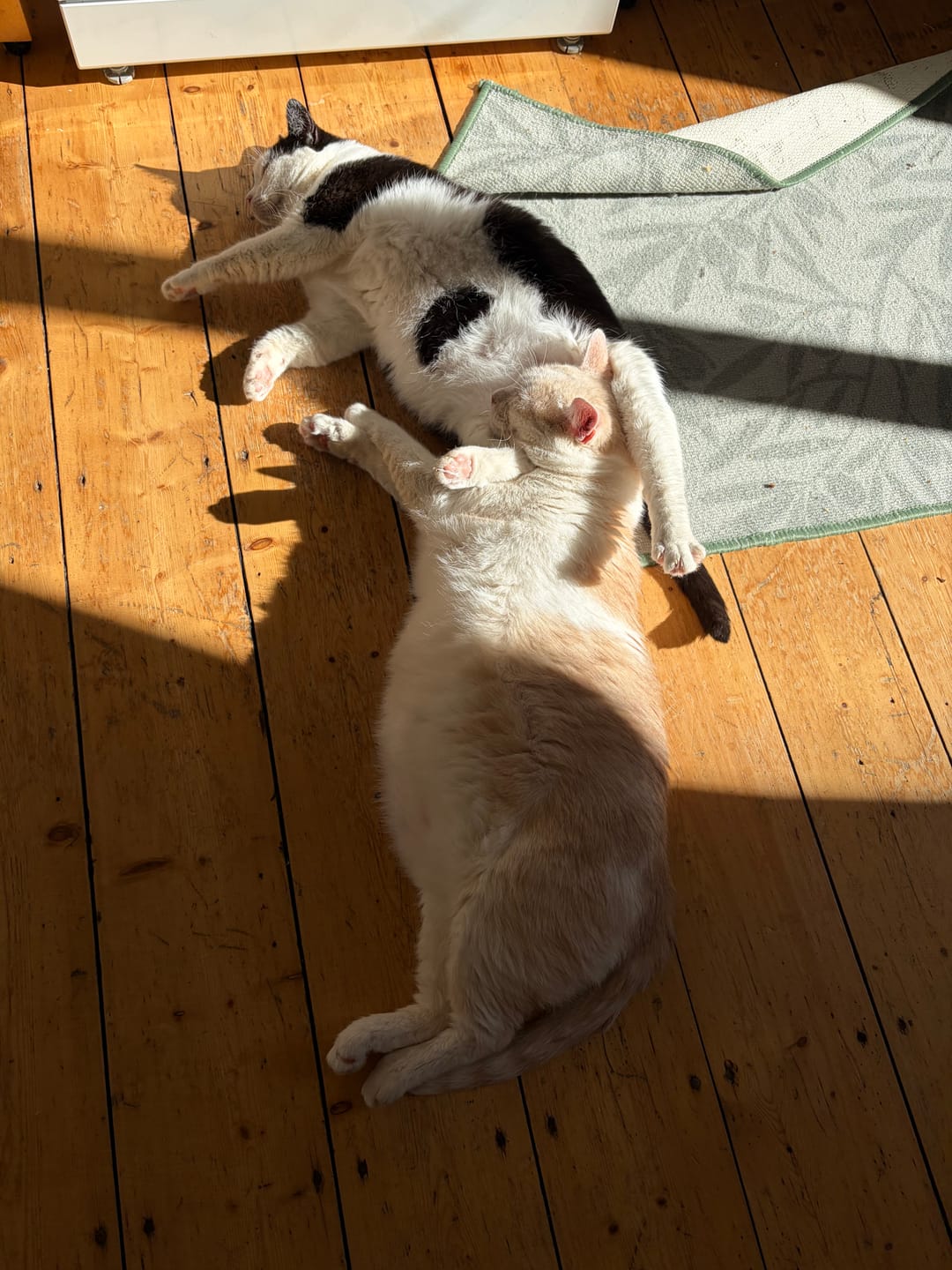 Customer photo review of Naturreines Katzenstreu Aktion