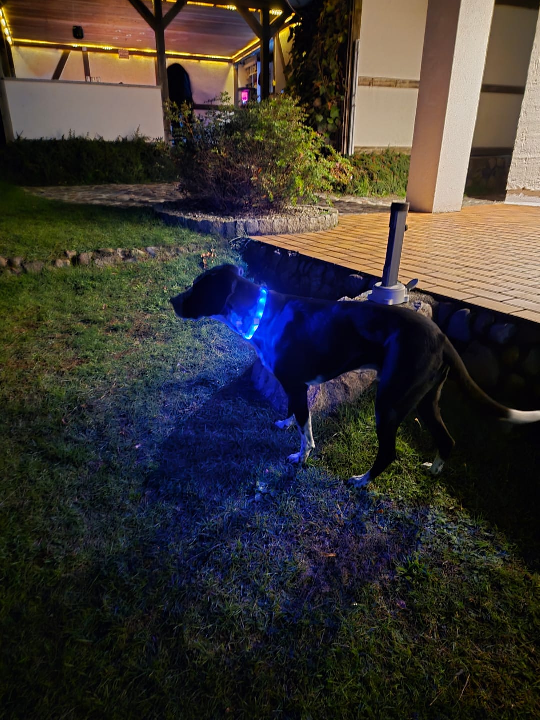 Customer photo review of TruePet Sichtbarkeits-Guide | Der Sichtbarkeits-Check für deinen Hund (PDF)