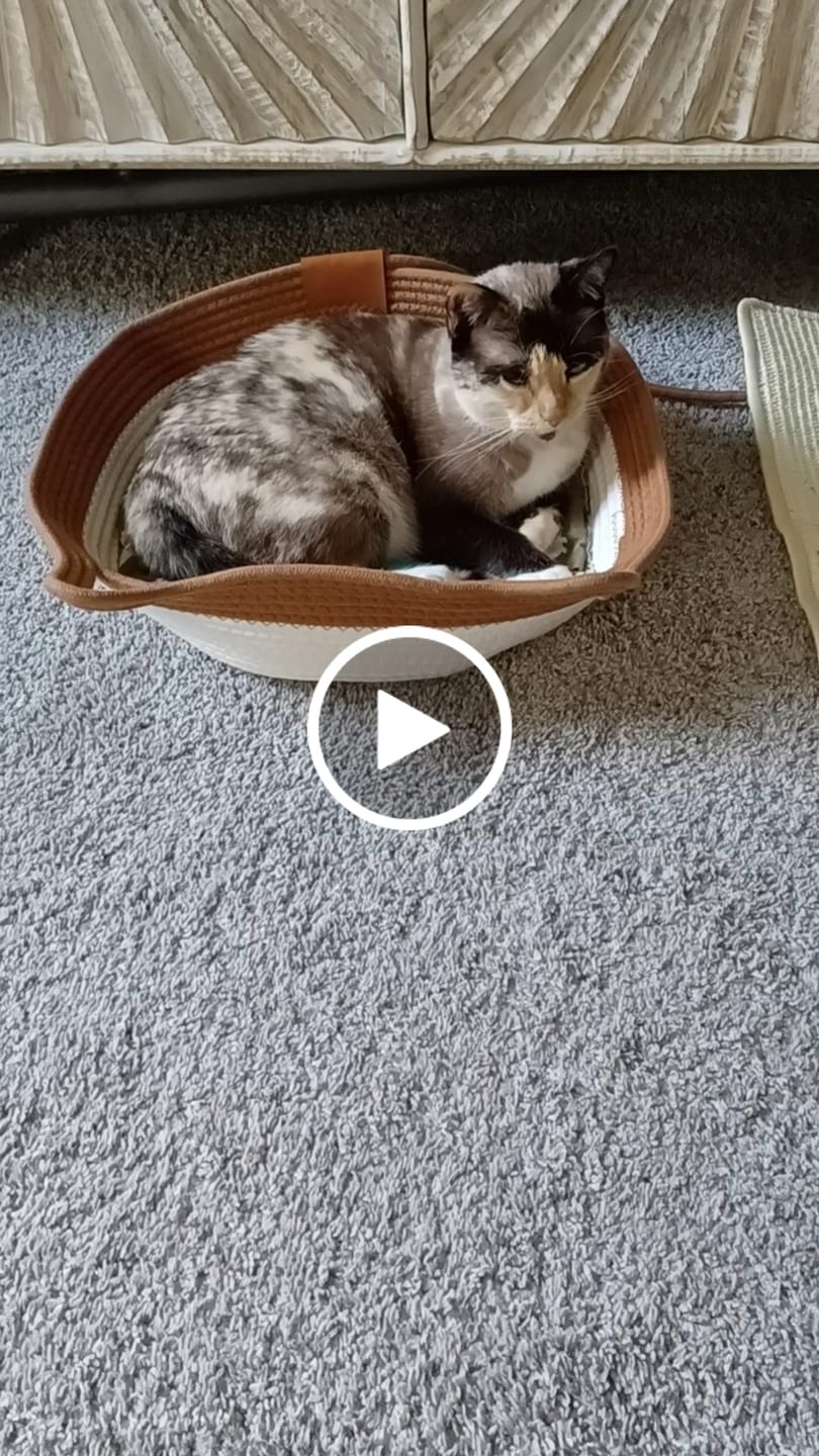 Customer video review of Instinct Basket | Meet the first research-backed natural territory for indoor cats