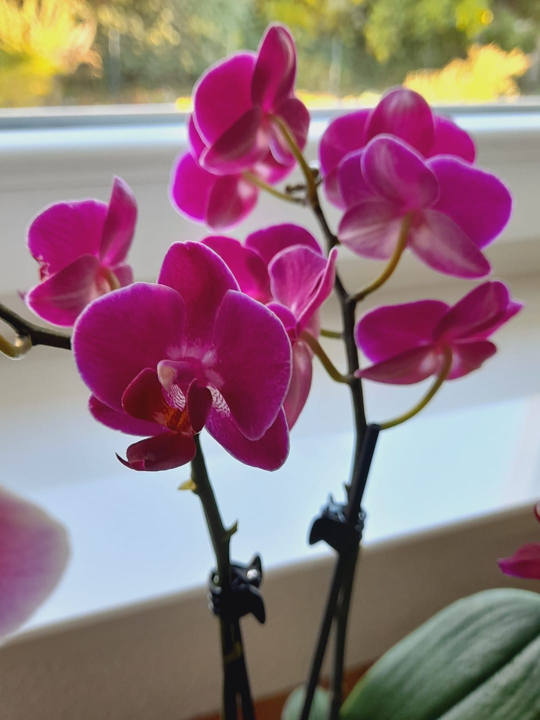 Customer photo review of Table Dance Farbmix im 3er Set mit 2 Rispen