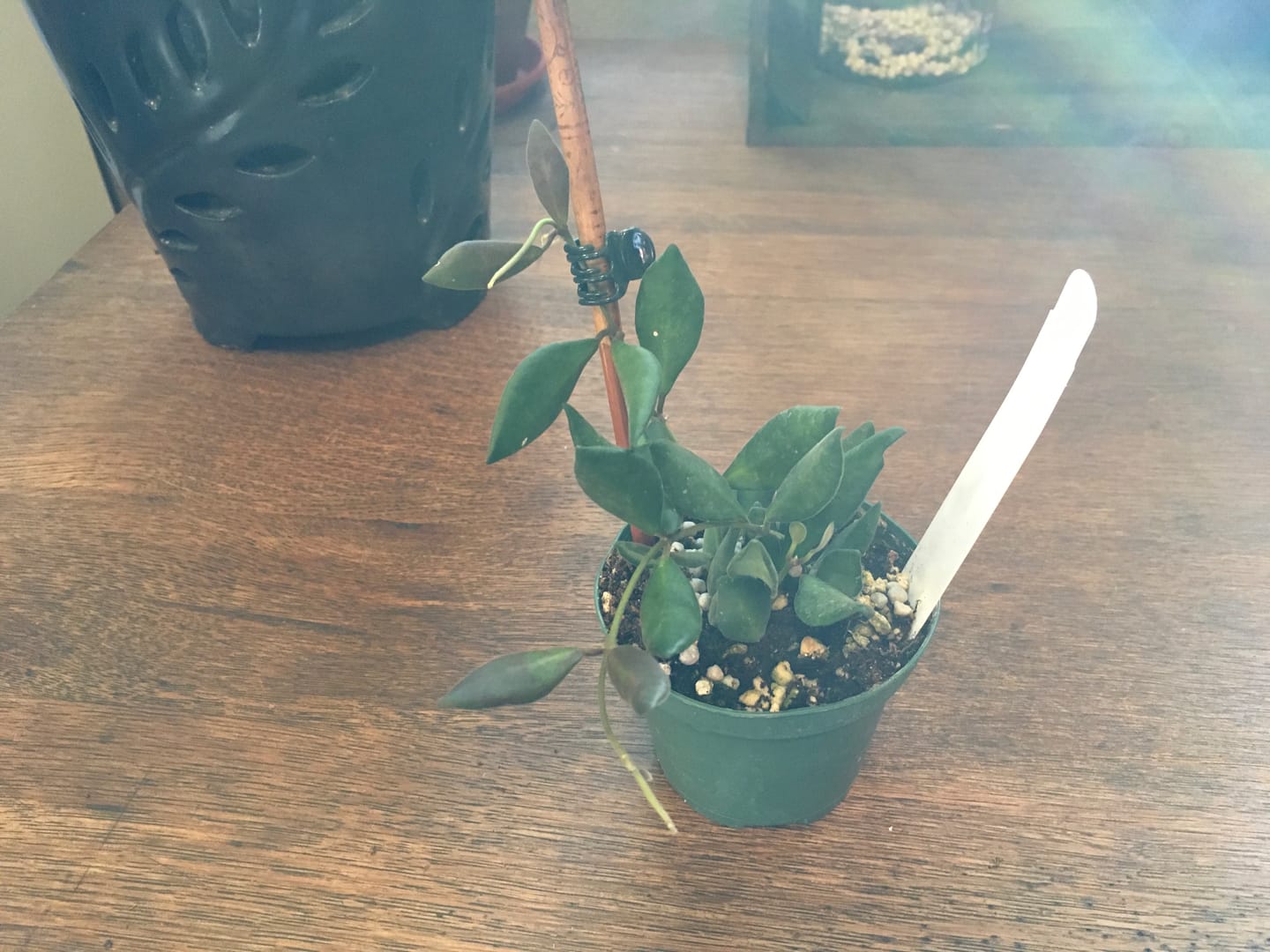 Customer photo review of Hoya sp. aff. burtoniae